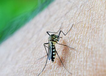 Estado de São Paulo confirma quinta morte por febre amarela no ano